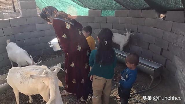 伊朗法院的誤判？米娜與前夫的較量背后，孩子們的命運(yùn)何去何從？