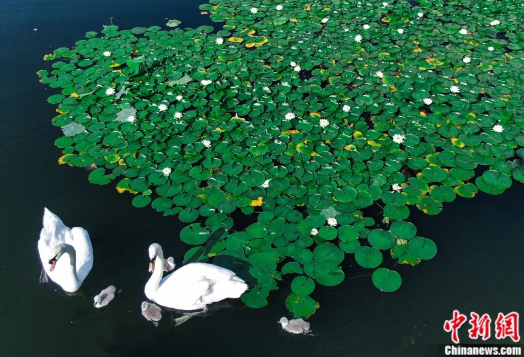 吉林大學(xué)，太寶藏了吧！